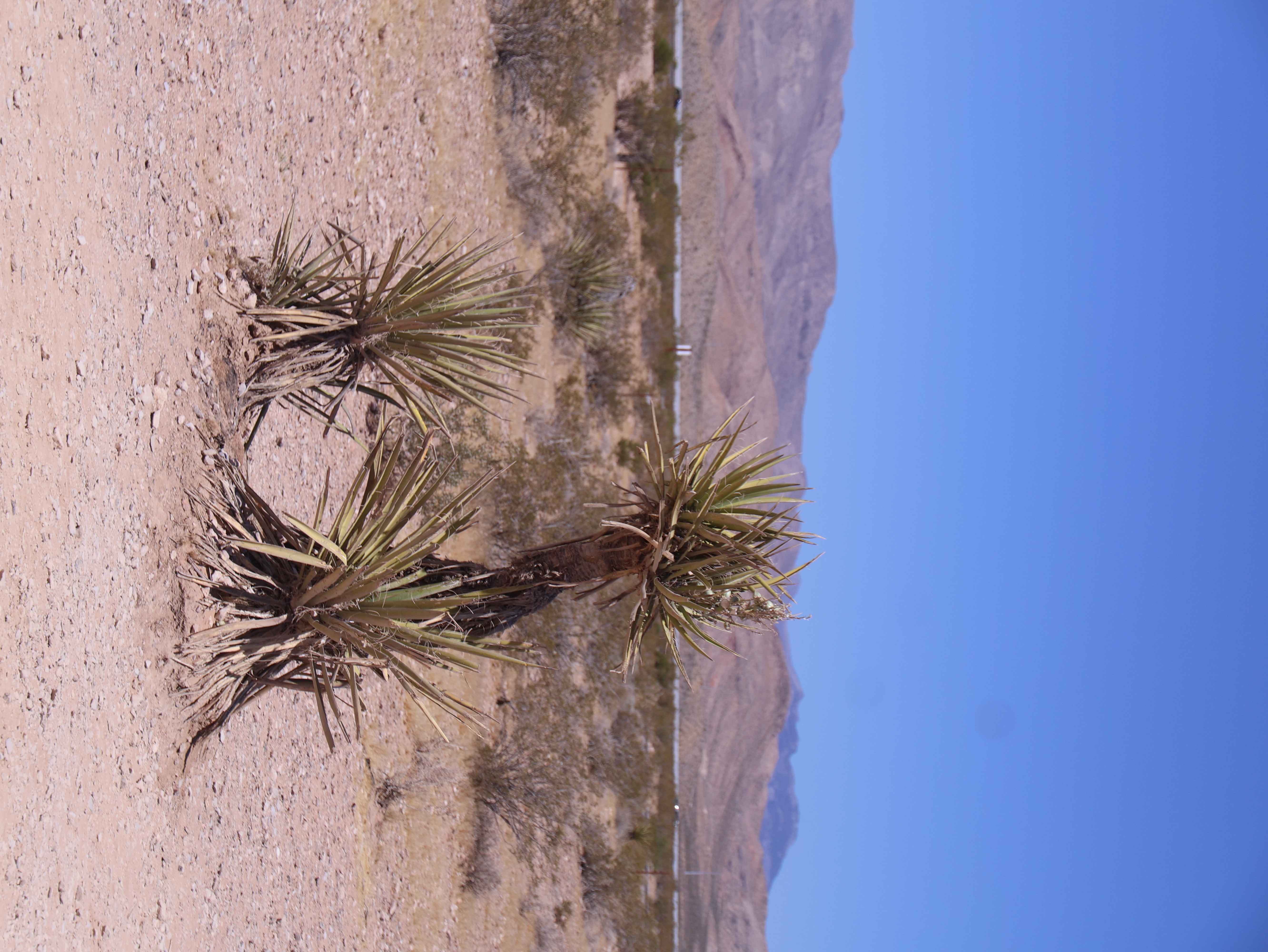 The scenery in Sloan, 25 minutes away from the Strip.